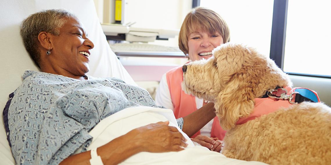 an animal comforting someone in hospital