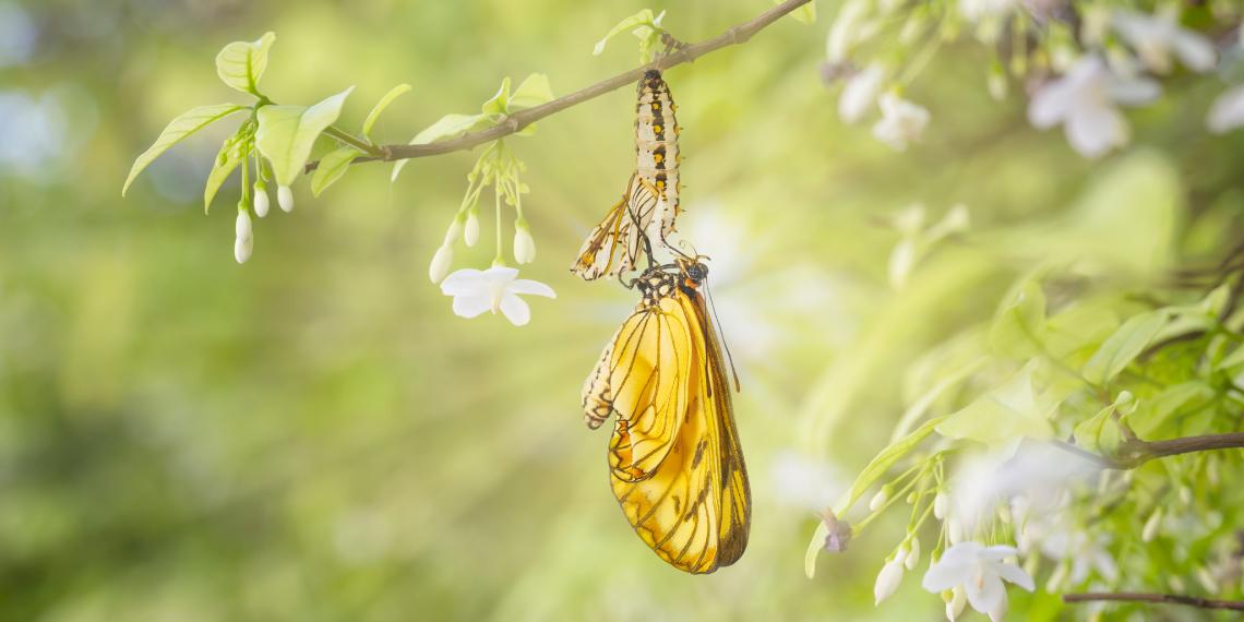 Beautiful Butterfly