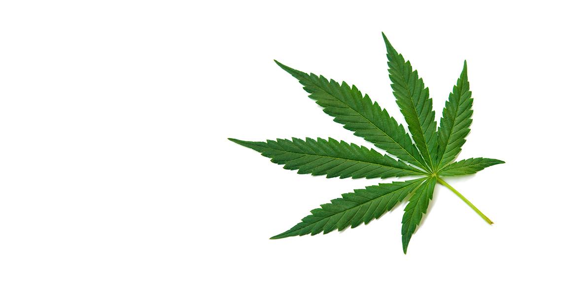 Cannabis leaf
